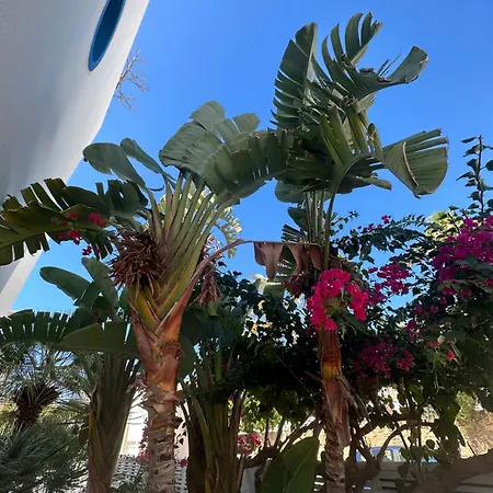 Arto Blanco Agua Amarga (Almeria)